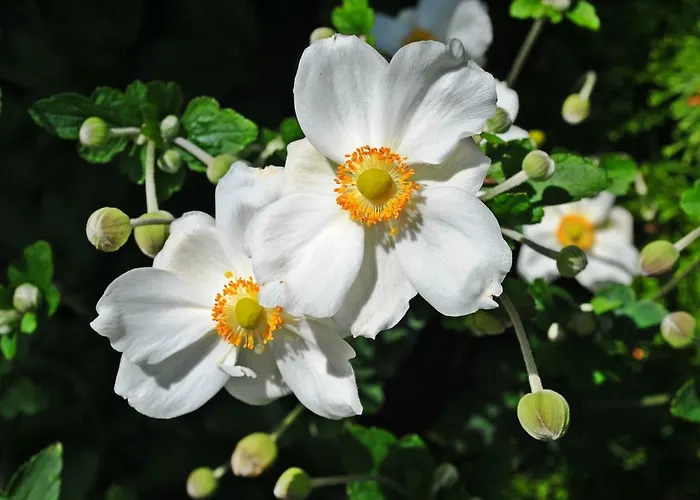 מלון Winter Prestige